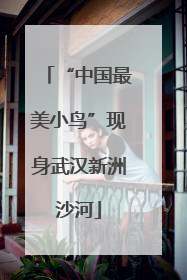 “中国最美小鸟”现身武汉新洲沙河