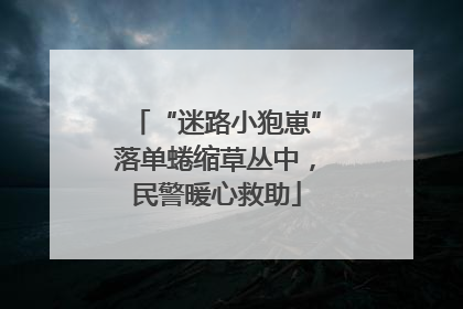 “迷路小狍崽”落单蜷缩草丛中，民警暖心救助