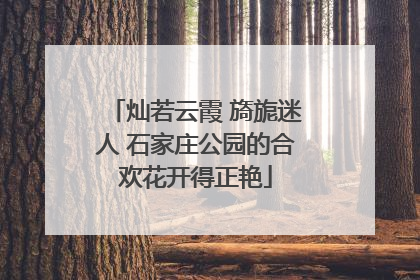 灿若云霞 旖旎迷人 石家庄公园的合欢花开得正艳