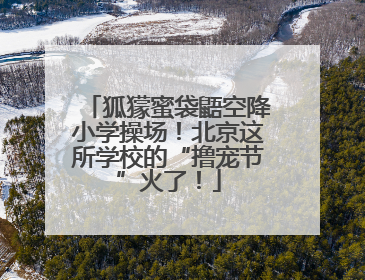 狐獴蜜袋鼯空降小学操场！北京这所学校的“撸宠节”火了！