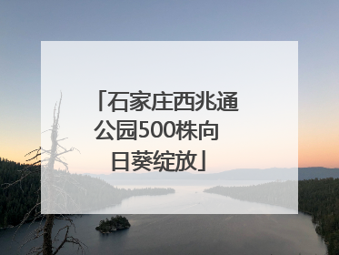 石家庄西兆通公园500株向日葵绽放