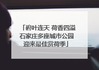 碧叶连天 荷香四溢 石家庄多座城市公园迎来最佳赏荷季