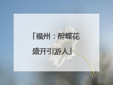 福州：醉蝶花盛开引游人