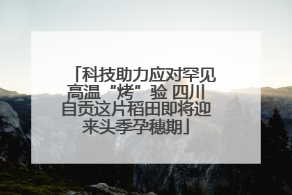 科技助力应对罕见高温“烤”验 四川自贡这片稻田即将迎来头季孕穗期