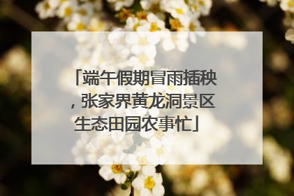端午假期冒雨插秧，张家界黄龙洞景区生态田园农事忙