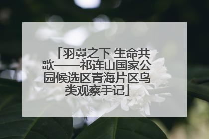羽翼之下 生命共歌——祁连山国家公园候选区青海片区鸟类观察手记