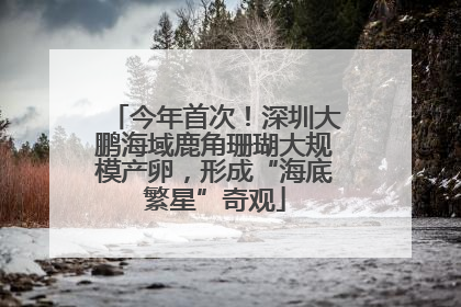 今年首次！深圳大鹏海域鹿角珊瑚大规模产卵，形成“海底繁星”奇观