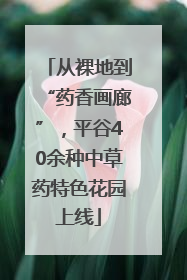 从裸地到“药香画廊”，平谷40余种中草药特色花园上线