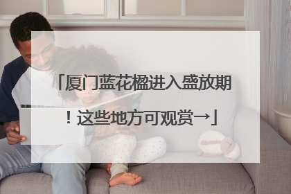 厦门蓝花楹进入盛放期！这些地方可观赏→