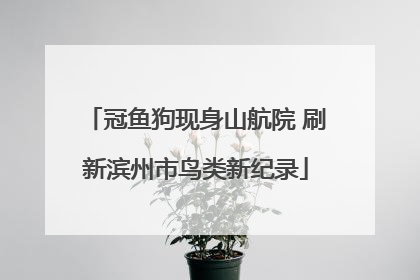 冠鱼狗现身山航院 刷新滨州市鸟类新纪录