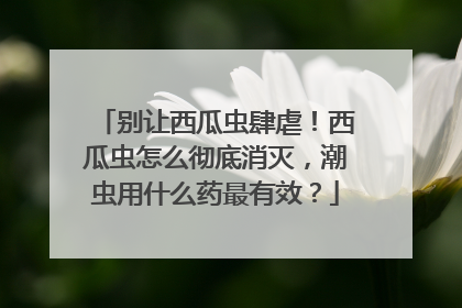 别让西瓜虫肆虐！西瓜虫怎么彻底消灭，潮虫用什么药最有效？
