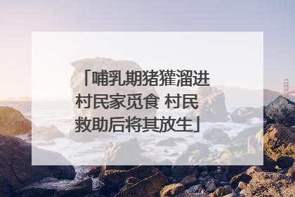 哺乳期猪獾溜进村民家觅食 村民救助后将其放生