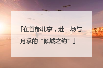 在首都北京，赴一场与月季的“倾城之约”