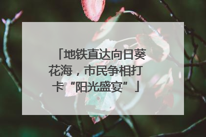 地铁直达向日葵花海，市民争相打卡“阳光盛宴”