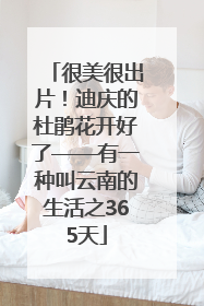 很美很出片！迪庆的杜鹃花开好了——有一种叫云南的生活之365天