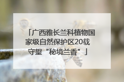 广西雅长兰科植物国家级自然保护区20载守望“秘境兰香”