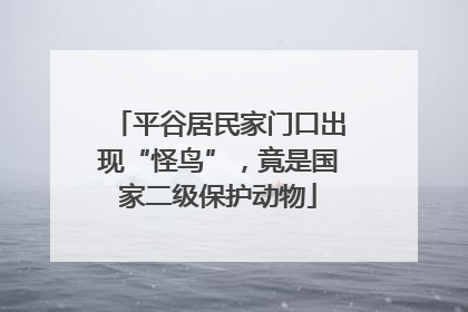平谷居民家门口出现“怪鸟”，竟是国家二级保护动物