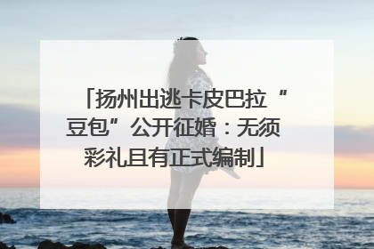 扬州出逃卡皮巴拉“豆包”公开征婚：无须彩礼且有正式编制