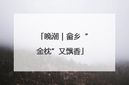 晚潮｜畲乡“金枕”又飘香