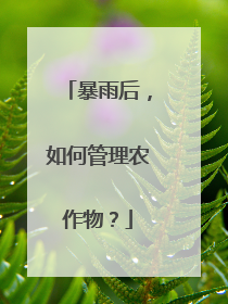 暴雨后，如何管理农作物？