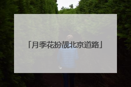 月季花扮靓北京道路