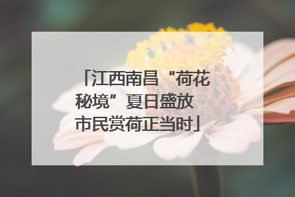 江西南昌“荷花秘境”夏日盛放 市民赏荷正当时