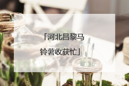 河北昌黎马铃薯收获忙