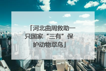 河北曲周救助一只国家“三有”保护动物翠鸟