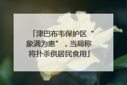 津巴布韦保护区“象满为患”，当局称将扑杀供居民食用