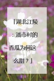湖北江陵：潘市村的香瓜为何这么甜？