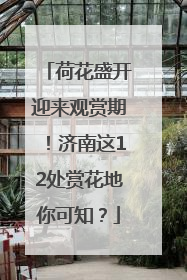 荷花盛开迎来观赏期！济南这12处赏花地你可知？