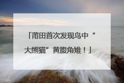 莆田首次发现鸟中“大熊猫”黄腹角雉！