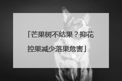 芒果树不结果？抑花控果减少落果危害