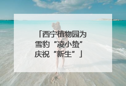 西宁植物园为雪豹“凌小蛰”庆祝“新生”