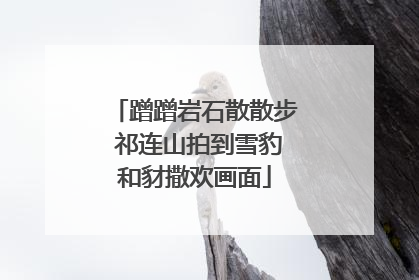 蹭蹭岩石散散步 祁连山拍到雪豹和豺撒欢画面