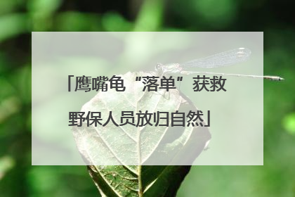 鹰嘴龟“落单”获救 野保人员放归自然
